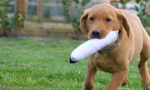 When Should Puppy Retrieve Training Start?